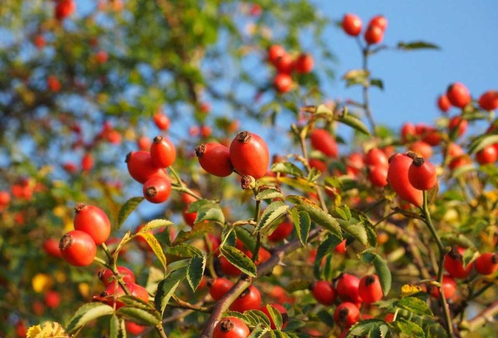 Rosa Canina